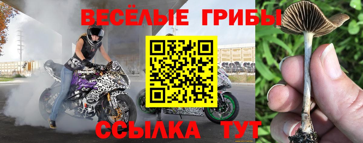 Псилоцибиновые грибы Magic Shrooms  хочу   Кириши  Вход с VPN  Галлюциногенные грибы MAGIC MUSHROOMS 